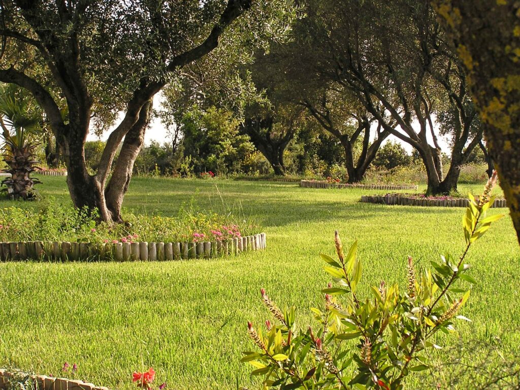 olive trees in grass private villa