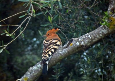 Seven Islands Villa - Private Villa with pool in Greece Kefalonia. Enjoy breathtaking sea views, a private pool, and lush gardens. Book your dream Greek island getaway today!