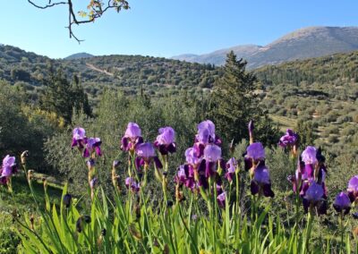 Seven Islands Villa - Private Villa with pool in Greece Kefalonia. Enjoy breathtaking sea views, a private pool, and lush gardens. Book your dream Greek island getaway today!
